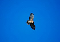 Red tailed hawk flying {Buteo jamaicensis} Tucson Arizona US