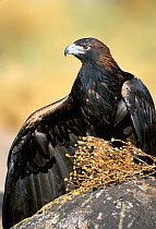 Golden eagle at rehab centre {Aquila chrysaetos} Hawks aloft Albuquerque, NM, USA