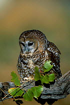 Mexican spotted owl {Strix occidentalis lucida}  raptor, NM, USA