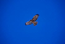 Red tailed hawk flying {Buteo jamaicensis} Tucson Arizona US