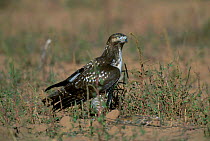 Red tailed hawk {Buteo jamaicensis} Tucson Arizona US