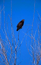 Red tailed hawk perched {Buteo jamaicensis} Tucson Arizona US