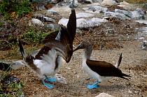 Blue footed booby courtship display {Sula nebouxii} Galapago