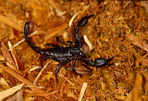 Black scorpion {Scorpiones} Manaus Amazonia Brazil