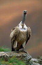 Cape vulture vulnerable {Gyps coprotheres} South Africa