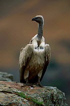 Cape vulture vulnerable {Gyps coprotheres} South Africa