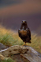 Augur (Jackal) buzzard {Buteo rufofuscus} South Africa