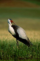 Wattled crane endangered {Bugeranus carunculatus} South Africa {Grus carunculatus}