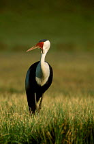 Wattled crane endangered {Bugeranus carunculatus} South Africa {Grus carunculatus}