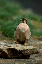 Lanner falcon {Falco biarmicus} South Africa