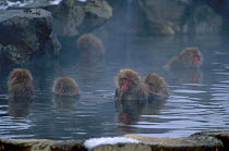 Japanese macaques in hot springs {Macaca fuscata} Jigokudani Japan