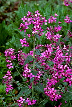 Honesty in flower {Lunaria annua} UK originates from SE Europe but escapes from gardens