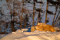 Polar bear asleep with very small cubs {Ursus maritimus} Watchee lodge area Canada