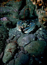 European lobster on seabed {Homarus gammarus} UK