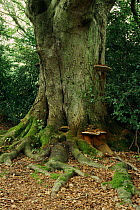 Artist's fungus growing on tree {Ganoderma applanatum} Woodland, Sussex, England, UK