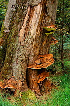 Artist's fungus growing on Beech tree {Ganoderma applanatum} Woodland, Surrey,