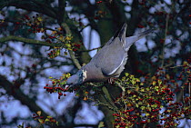 Wood pigeon feeding on Hawthorn {Columba palumbus} Sussex, UK
