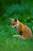 Northern Red fox subspecies in grass {Vulpes vulpes schrencki} Tsurui Mura Japan