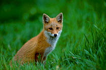 Northern Red fox subspecies in grass {Vulpes vulpes schrencki} Tsurui Mura Japan