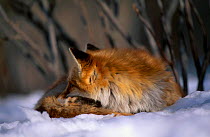 Northern Red fox subspecies C in snow {Vulpes vulpes schrencki} Tsurui Mura Japan