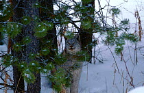 Bobcat amongst trees in snow C {Felis rufus} Driggs USA