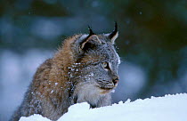 Bobcat in snow C {Felis rufus} Driggs USA