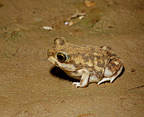 Couchs spadefoot toad {Scaphiopus couchii} C Arizona USA