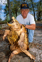 Alligator snapping turtle showing belly {Macroclemys temmincki} Florida USA. C