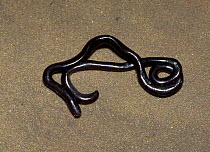 Brahminy blind snake {Ramphotyphlops braminus} C (often confused with a worm)