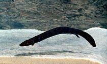 Neuse river waterdog {Necturus lewsi} C North Carolina USA