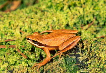 Brimleys chorus frog {Pseudacris brimleyi} C South Carolina USA