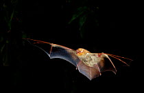 Western red bat flying {Lasiurus blossevilli} C Phoenix Arizona USA