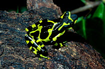 Harlequin frog {Atelopus various} Costa Rica