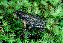 Southern chorus frog {Pseudacris nigrita nigrita} Florida USA