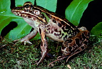 Southern leopard frog {Rana sphaenocephala} C {Rana utricularia}