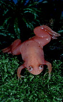 African clawed frog (albino) {Xenopus laevis} C Africa