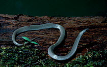 Eastern smooth earth snake {Virginia valeriae valeriae} Florida USA