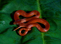 Pine woods snake (Yellow lip snake) {Rhadinaea flavilata} C Florida USA
