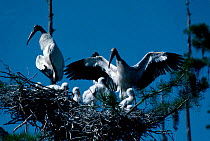 American wood ibis at nest with young {Mycteria americana} Florida USA woodstork