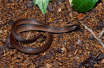 Rough earth snake {Virginia striatula} C Florida USA