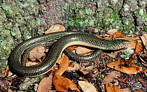 Eastern glass lizard {Ophisaurus ventralis} C USA fake snake