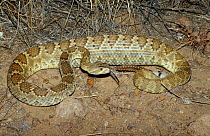 Mojave rattlesnake {Crotalus scutulatus} C Arizona USA