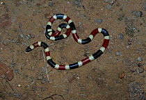 Arizona coral snake {Micruroides euryxanthes} Arizona USA