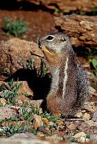 Harris antelope squirrel {Ammospermophilus harrisii} C Arizona USA