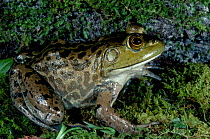 Bull frog {Rana catesbeiana} C Florida USA