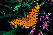 Gulf fritillary butterfly {Agraulis vanillae} C Florida USA