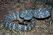 Speckled rattlesnake {Crotalus mitchelli} Arizona USA