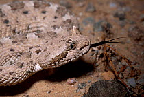 Sidewinder rattlesnake {Crotalus cerastes} C Arizona USA