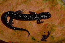 Slimy salamander {Plethodon glutinosus} Florida USA