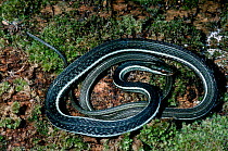 Blue striped garter snake {Thamnophis sauritus nitae} C Florida USA